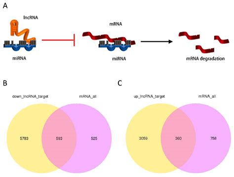 Life Free Full Text Integrated Analysis Of The Altered Lncrna