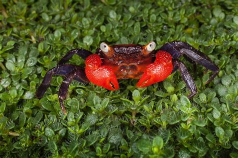 Tiny Ghost Crab Jim Zuckerman Photography And Photo Tours