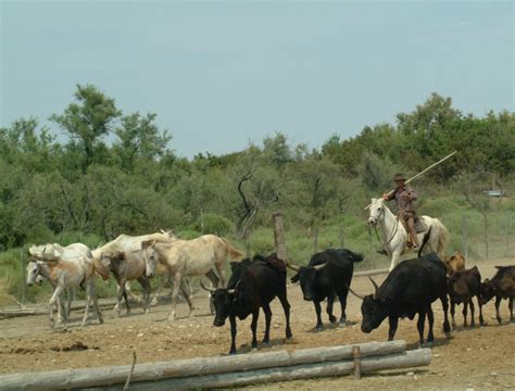 Tito Picotti S Photos Camargue