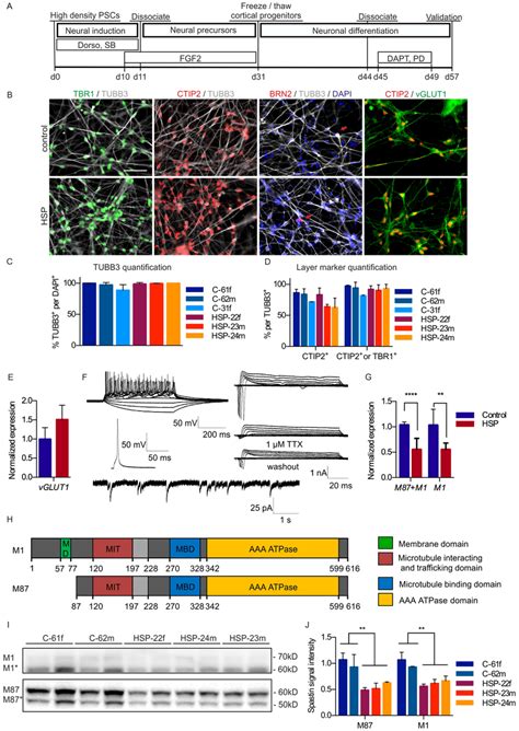 Differentiation Of IPSCs Into Cortical Progenitors And Cortical