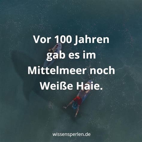 Vor 100 Jahren gab es im Mittelmeer noch Weiße Haie Wissensperlen