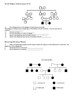 Interpreting A Pedigree Worksheet By BioDiva TPT