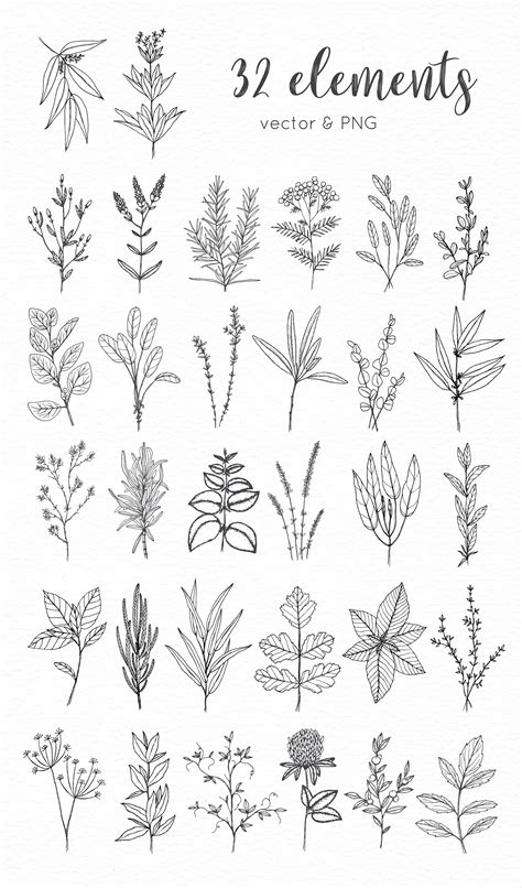 Herb Plants Drawing - Garden Plant
