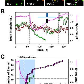 Synchronized Aslv A Env Mediated Fusion Of Immature Hiv Particles Can