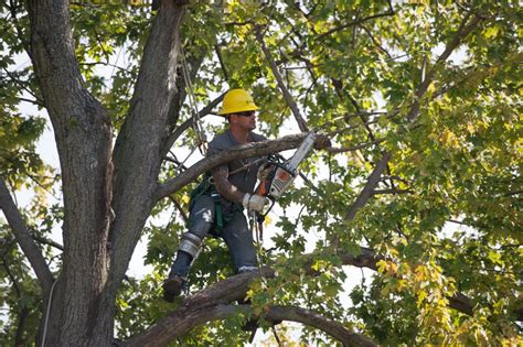 Tree Trimming Safety Course SAFE Training Online OSHA