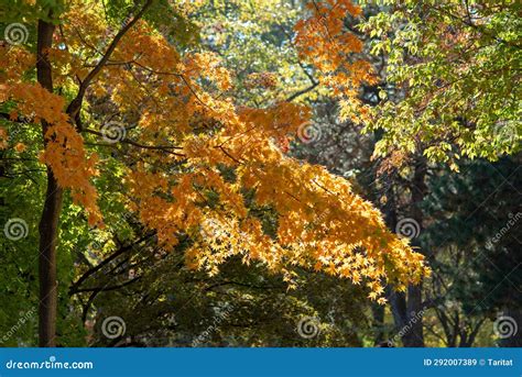 Hokkaido Fall Foliage Autumn Leaves , Japan Stock Image - Image of ...