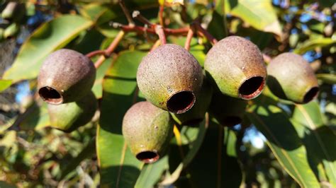 Fotos gratis árbol naturaleza rama Fruta hoja flor comida