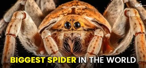 Top 10 Biggest Spider In The World With Size GeeksforGeeks