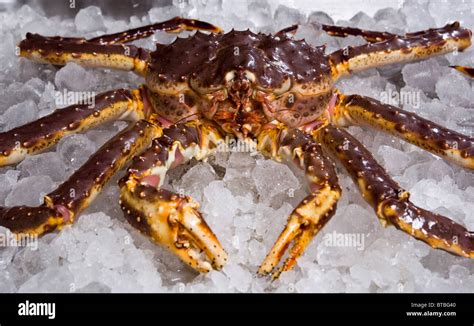 King Crab Lying On Bed Of Ice Stock Photo Alamy