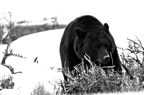 Black Bear Hungry After Hibernation Black And White Photograph by Adam ...