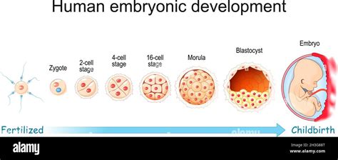 Development Zygote Diagram Including All Stages Stock Vector (Royalty ...