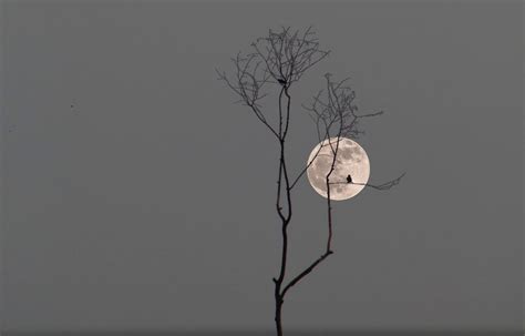 Edwin SR on Twitter El árbol y la luna es la unión de 2 fotografías