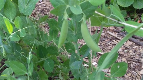 Peas Nitrogen Fixation And Succession Planting Youtube