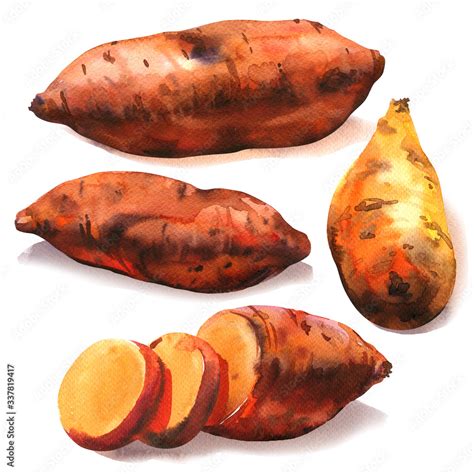 Sweet Potato Root Batata Whole With Slices Organic Food Vegetable