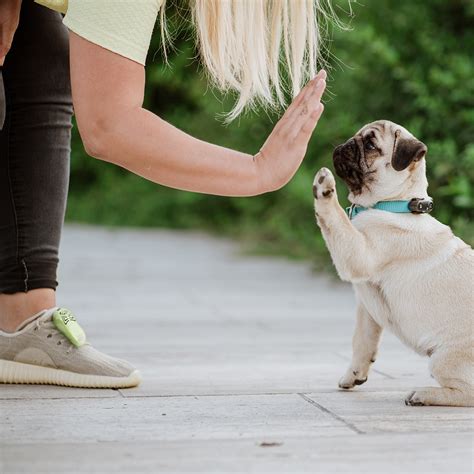 TICKLESS® Mini Dog - Tickless