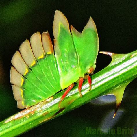 Insetologia Identifica O De Insetos Ninfa De Soldadinho Cymbomorpha