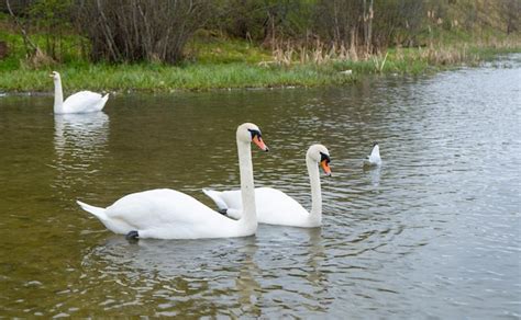 Cisnes Nadando En Un Estanque Foto Premium