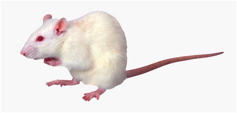 Mouse Mice Png Free White Rat Transparent Background Free