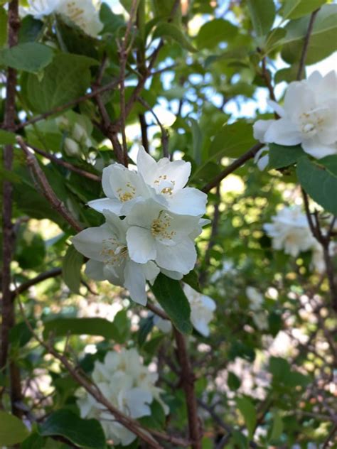 Fleurs Buisson Blanches La Photo Gratuite Sur Pixabay Pixabay