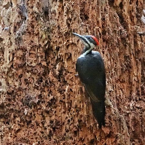 Pileated Woodpecker Dryocopus Pileatus 10 000 Things Of The Pacific Northwest