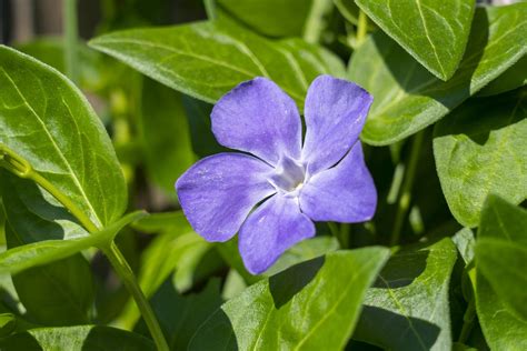 Vinca Vinca Minor Topplantenshopnl Topplantenshopnl