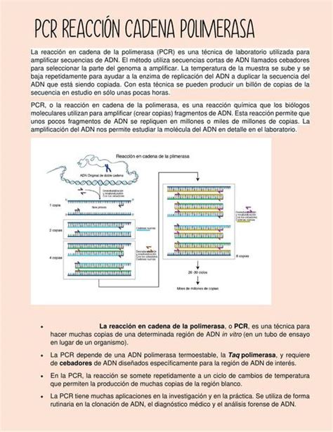 La Reacción En Cadena De La Polimerasa Ambar Carvajal Udocz