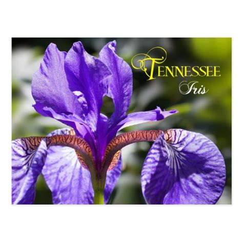 Tennessee State Flower: Iris Postcard | Zazzle