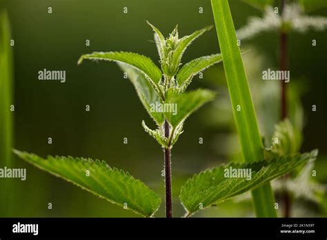 Urtica Dioica Often Called Common Nettle Or Stinging Nettle Nettle