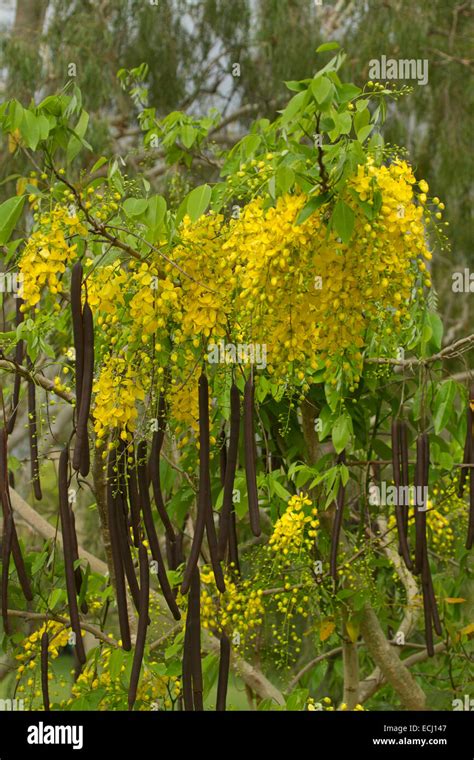 Long Racemes Of Yellow Flowers Long Seed Pods And Green Leaves Of Cassia Fistula Golden Shower