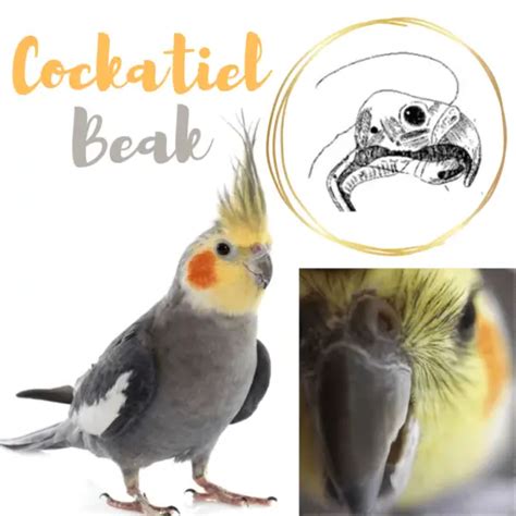 Cockatiel Anatomy All About Cockatiel Head Beak Ears Body Plumage