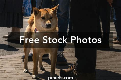 Dog And Wagon Photos, Download The BEST Free Dog And Wagon Stock Photos ...