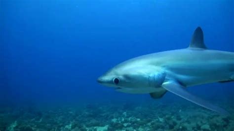 Pelagic Thresher Shark Alopias Pelagicu Stock Video Pond