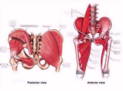 Muscles Of Pelvis Diagram Quizlet The Best Porn Website