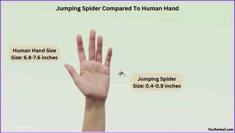 Jumping Spider Size Explained & Compared With Other Spiders