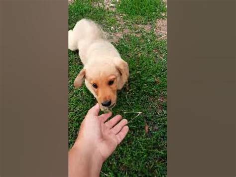 Щенячий восторг - YouTube