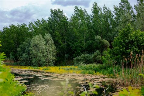 Imagem Gratuita Regiões Pantanosas Floresta árvore Lago Paisagem