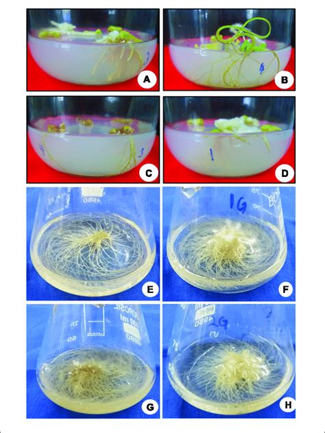 | Induction and culture of adventitious roots. (A) Profuse growth of ... 