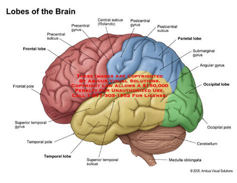 AMICUS Illustration Of Amicus Anatomy Lobe Brain Lateral Frontal