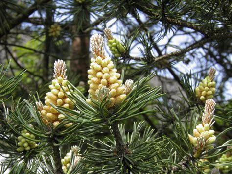 Scotch Pine | Small Tree Seedling – The Jonsteen Company