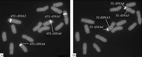 In Situ Hybridization With The Probes A Pta And B Pta On The