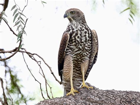 Avithera: Brown Goshawk juvenile portraits