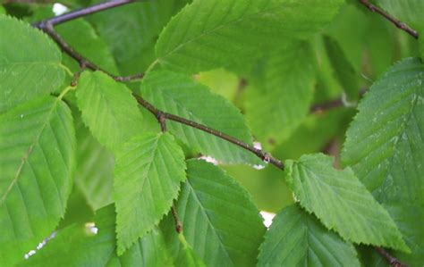 Blue Beech Ontario Native Plant Nursery Container Grown 705 466 6290