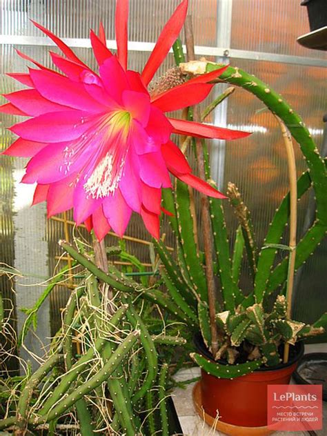 Гелиоцереус прекрасный (Heliocereus speciosus) — описание, выращивание ...