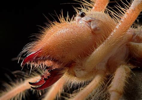 78 Best images about Camel spider on Pinterest | Giant spider, Biology ...