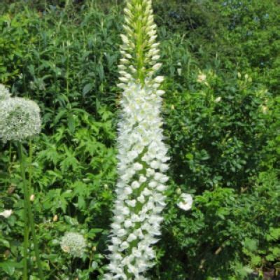 Eremurus Cleopatra