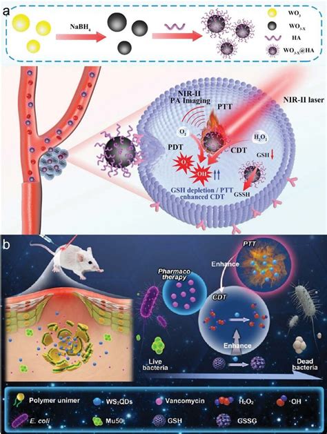 6 W Based Nanozymes For Cancer Antibacterial Therapy A WO 3x NPs