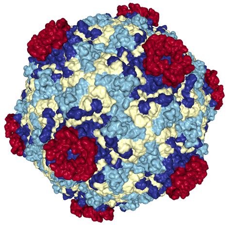 VLDL Receptor/VLDLR Protein Overview | Sino Biological