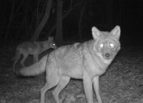 #31: Can Coyotes and Humans Replace Apex Predators in the Eastern USA ...