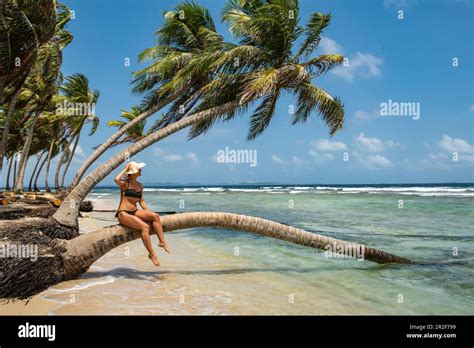 Une Femme En Bikini Tient Son Chapeau Tout En Tant Assise Sur Le Tronc D Un Palmier Sur Une