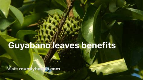 Guyabano leaves: Guyabano benefits and side effects How does It Improve Health?